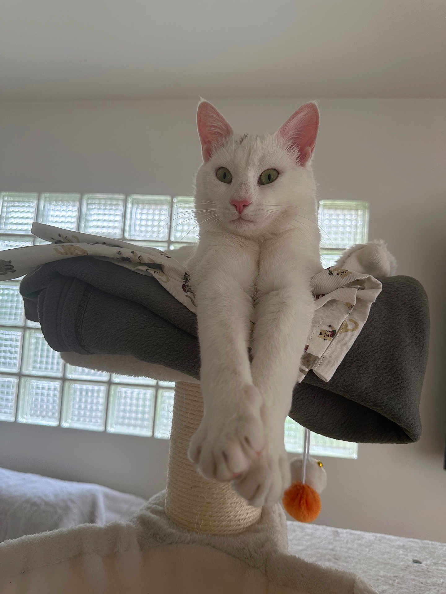 Aslan a rejoint le concours — aidez-le/la à gagner de superbes lots ! animal, cat, cat_tree, cozy, cute, feline, fur, glass_blocks, green_eyes, home, indoor, perch, pet, pink_nose, relaxed, soft_light, stretching, whiskers, white_cat, window
