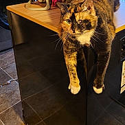Willow joined the competition — help win amazing prizes! cat, tortoiseshell_cat, one-eyed_cat, indoor, kitchen_counter, laundry_room, washing_machine, yellow_jacket, hanging_clothes, floor_tiles, relaxed, pet, feline, domestic_cat, fur_pattern, draped_paws, household, appliances, cozy, warm_lighting