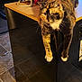 cat, tortoiseshell_cat, one-eyed_cat, indoor, kitchen_counter, laundry_room, washing_machine, yellow_jacket, hanging_clothes, floor_tiles, relaxed, pet, feline, domestic_cat, fur_pattern, draped_paws, household, appliances, cozy, warm_lighting