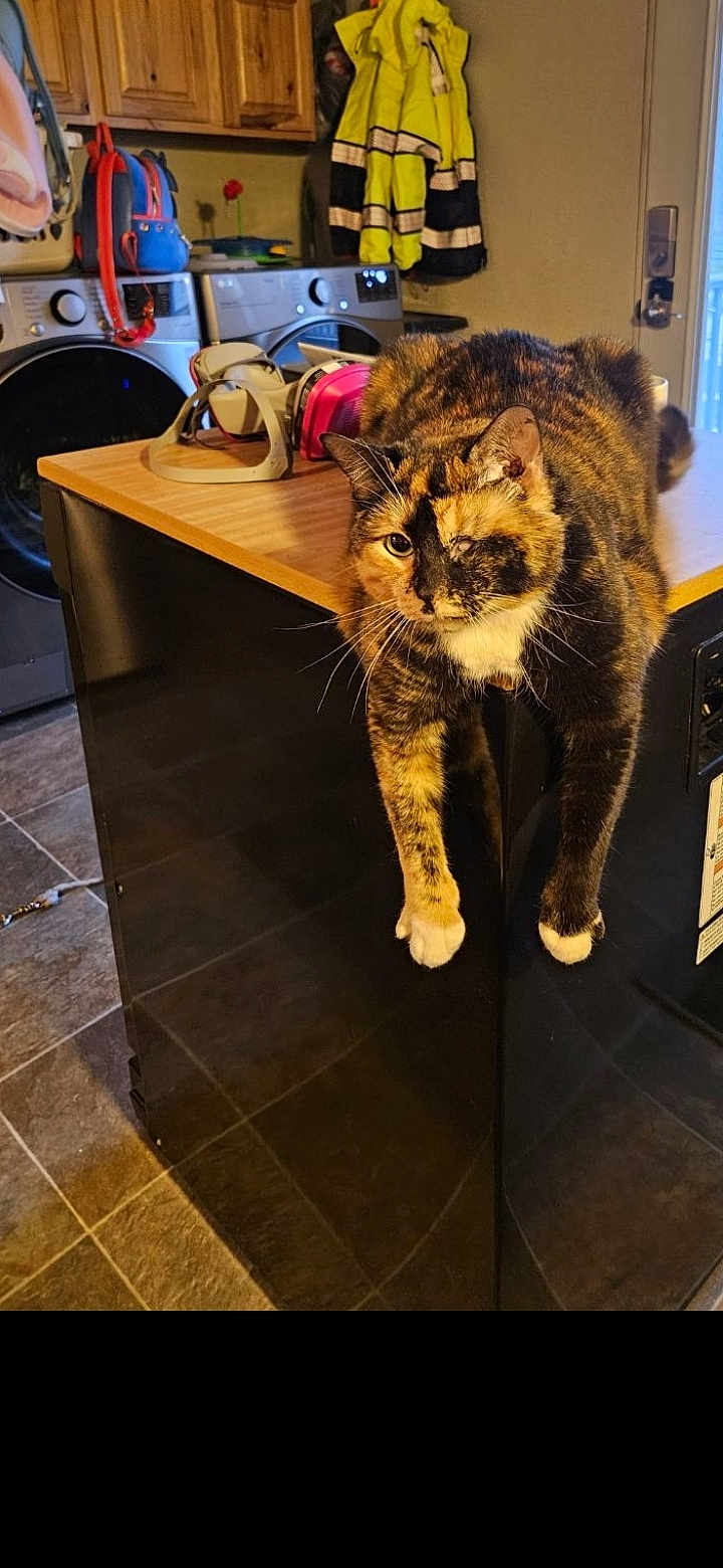 Willow