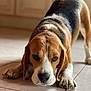 dog, beagle, pet, indoor, floor, tile, animal, canine, portrait, lying_down, brown, white, black, ears, paws, cute, expression, closeup, domestic, calm