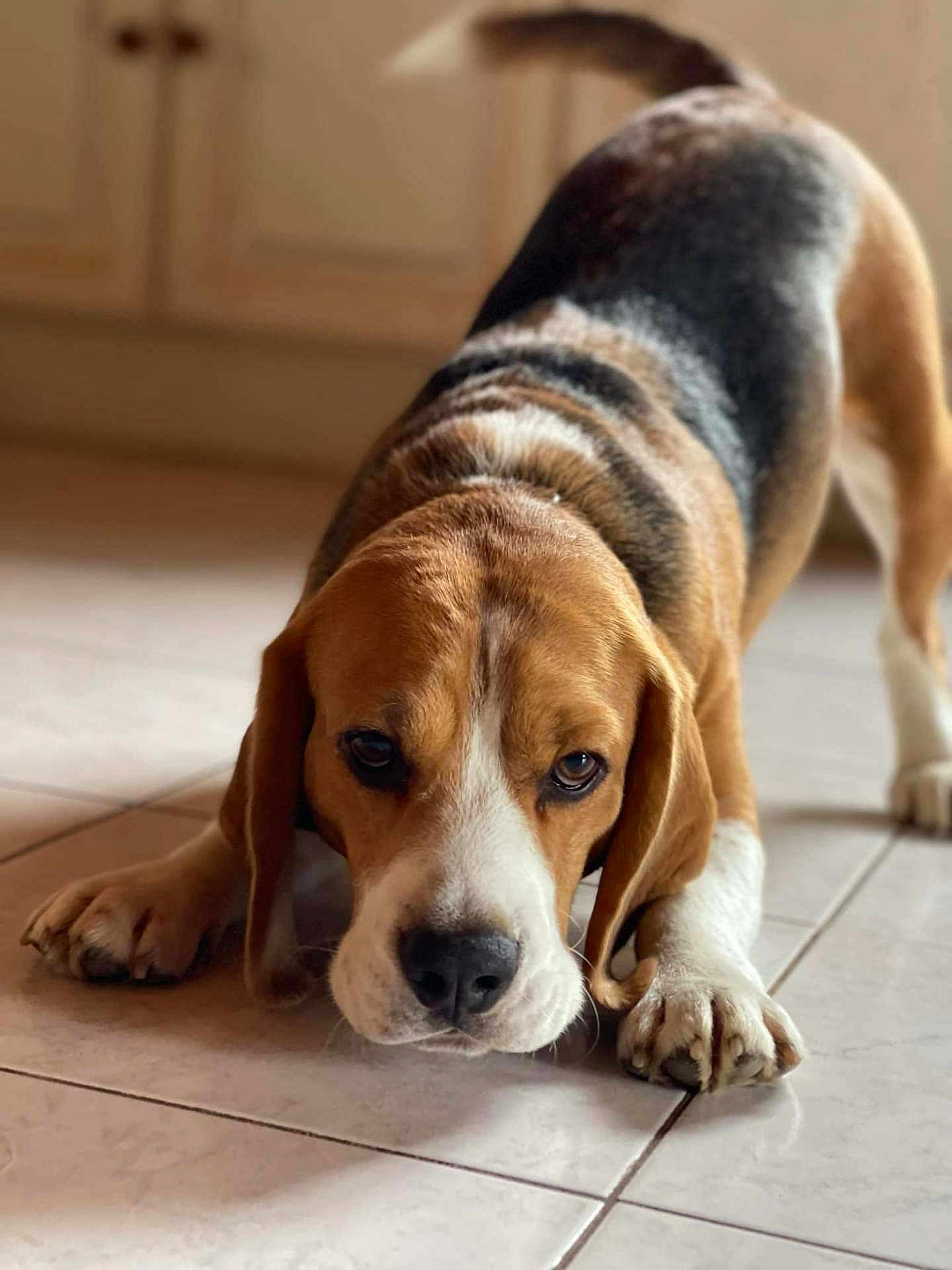 Ténor a rejoint le concours — aidez-le/la à gagner de superbes lots ! dog, beagle, pet, indoor, floor, tile, animal, canine, portrait, lying_down, brown, white, black, ears, paws, cute, expression, closeup, domestic, calm