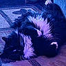 Tater Bug is registered to the contest to win money with this photo: animal, black_and_white, cat, cozy, cute, feline, fluffy, fur, home, indoor, lying_down, patterned_rug, paw, pet, relaxed, resting, rug, sleeping, soft, whiskers