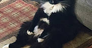 Tater Bug joined the competition — help win amazing prizes! animal, black_and_white, carpet, cat, couch, cozy, domestic, feline, fluffy, fur, household, indoor, mammal, paws, pet, relaxed, resting, seated, sitting, whiskers