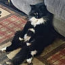 animal, black_and_white, carpet, cat, couch, cozy, domestic, feline, fluffy, fur, household, indoor, mammal, paws, pet, relaxed, resting, seated, sitting, whiskers