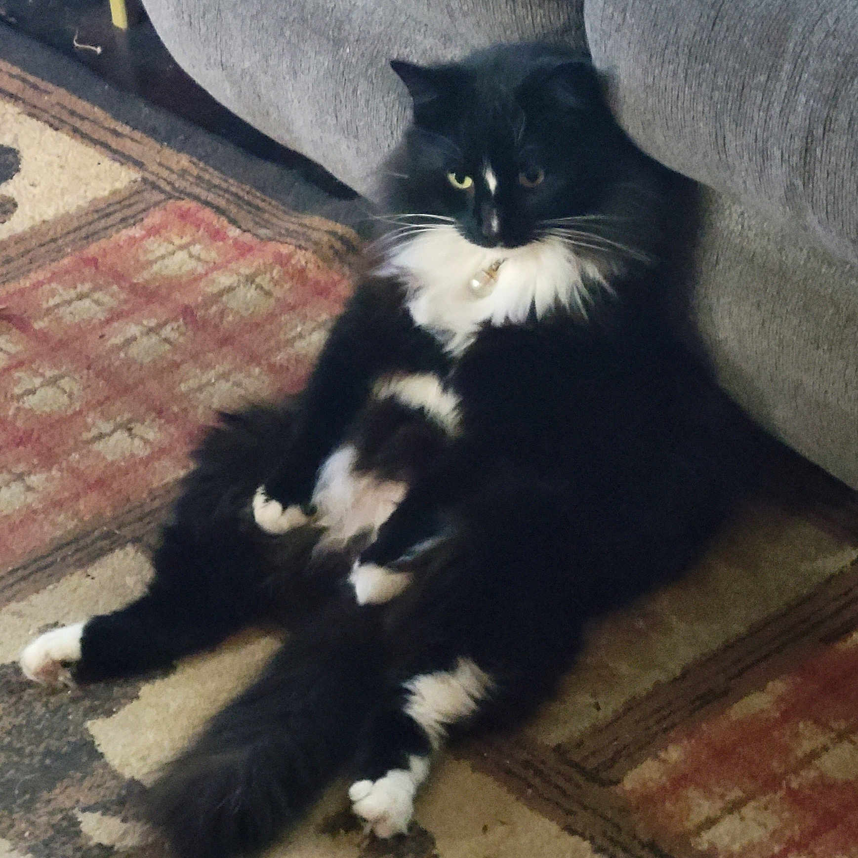 Tater Bug joined the competition — help win amazing prizes! animal, black_and_white, carpet, cat, couch, cozy, domestic, feline, fluffy, fur, household, indoor, mammal, paws, pet, relaxed, resting, seated, sitting, whiskers