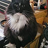 Tater Bug joined the competition — help win amazing prizes! bell, black_and_white, box, cat, closeup, clutter, collar, curious, domestic_animal, eyes, face, feline, fluffy, fur, indoor, pet, sitting, tools, whiskers, workbench
