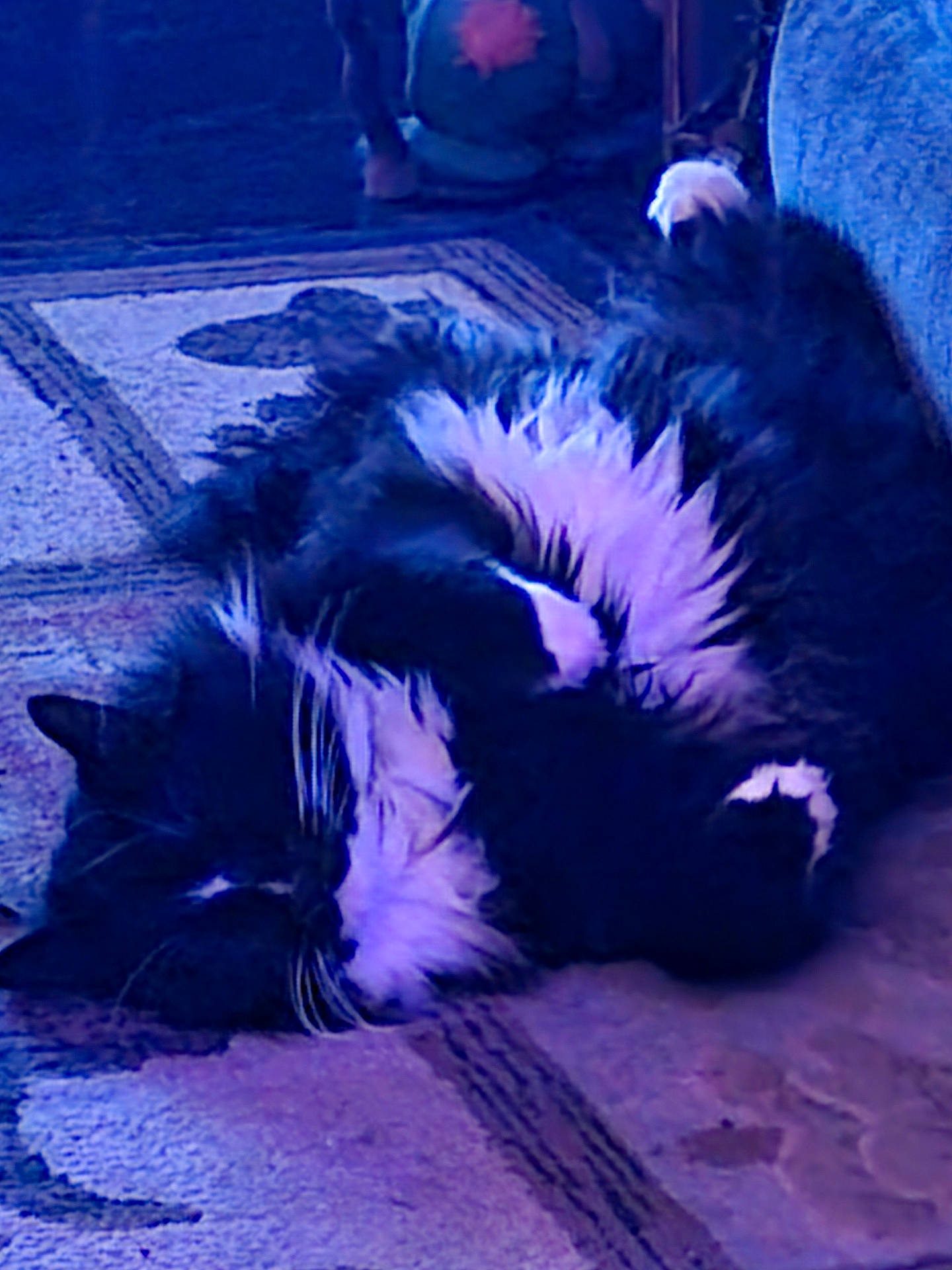 Tater Bug is registered to the contest to win money with this photo: animal, black_and_white, carpet, cat, cozy, cute, domestic, feline, fluffy, fur, home, indoor, mammal, paw, pet, quiet, relaxed, resting, sleeping, whiskers