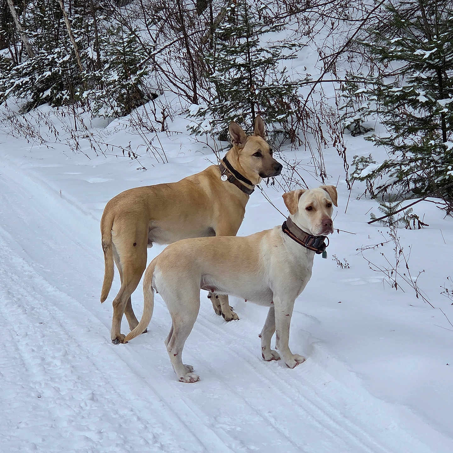 Odin And Izzy is registered to the contest to win money with this photo: alert, animal, canine, cold, collar, daytime, dog, dogs, forest, fur, mammal, nature, outdoor, path, scenery, snow, standing, trees, wilderness, winter