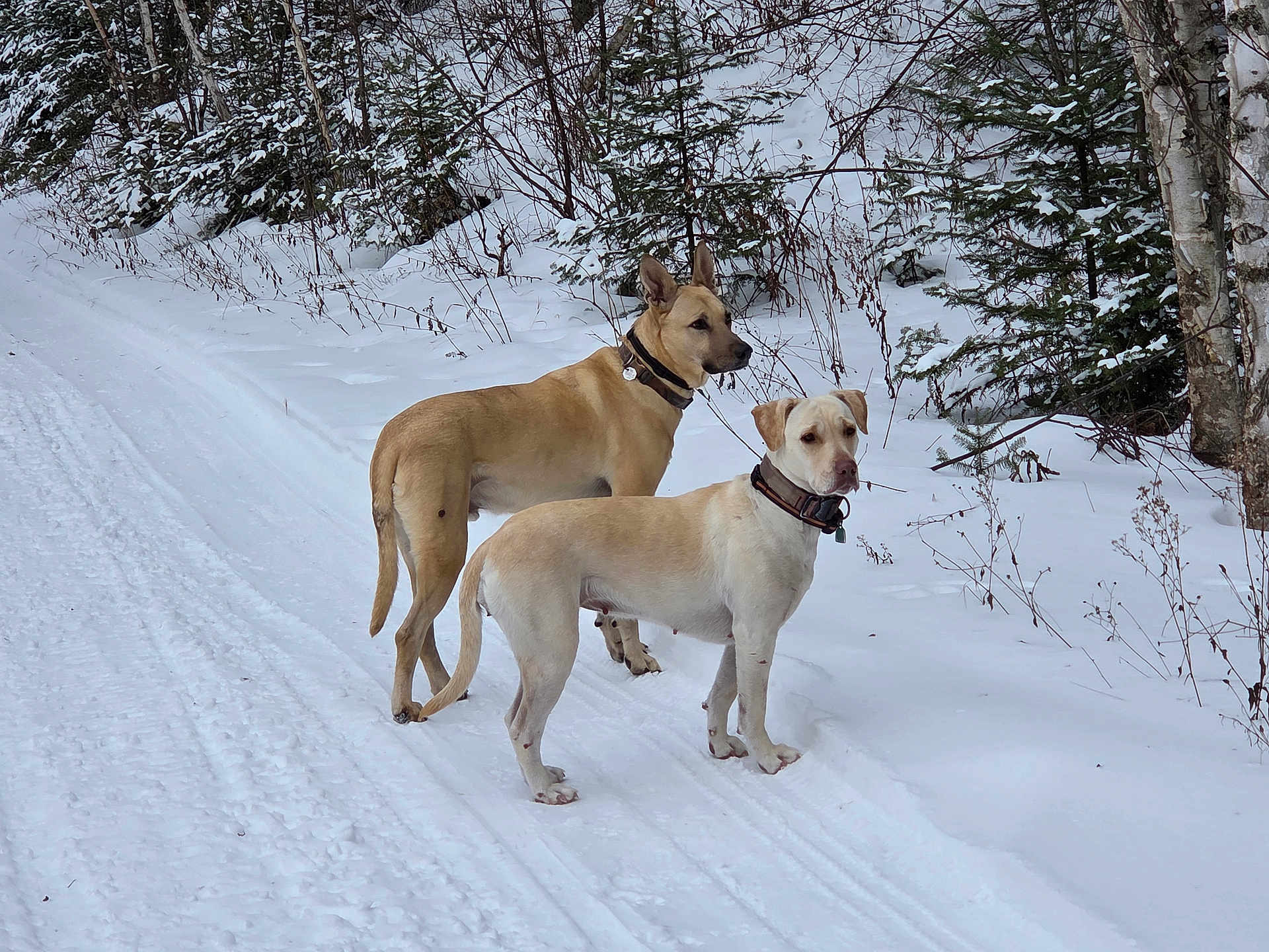 Odin And Izzy is registered to the contest to win money with this photo: dog, dogs, snow, winter, outdoor, forest, trees, path, collar, animal, mammal, nature, canine, alert, standing, fur, cold, scenery, wilderness, daytime