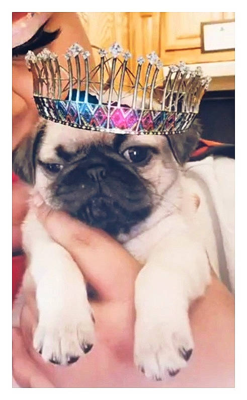 Reina is registered to the contest to win money with this photo: beauty, carnivore, companion_dog, dog, dog_breed, dress, fashion_accessory, fawn, finger, fur, hand, nail, photograph, plant, pug, snapshot, snout, toy_dog, vertebrate, working_animal