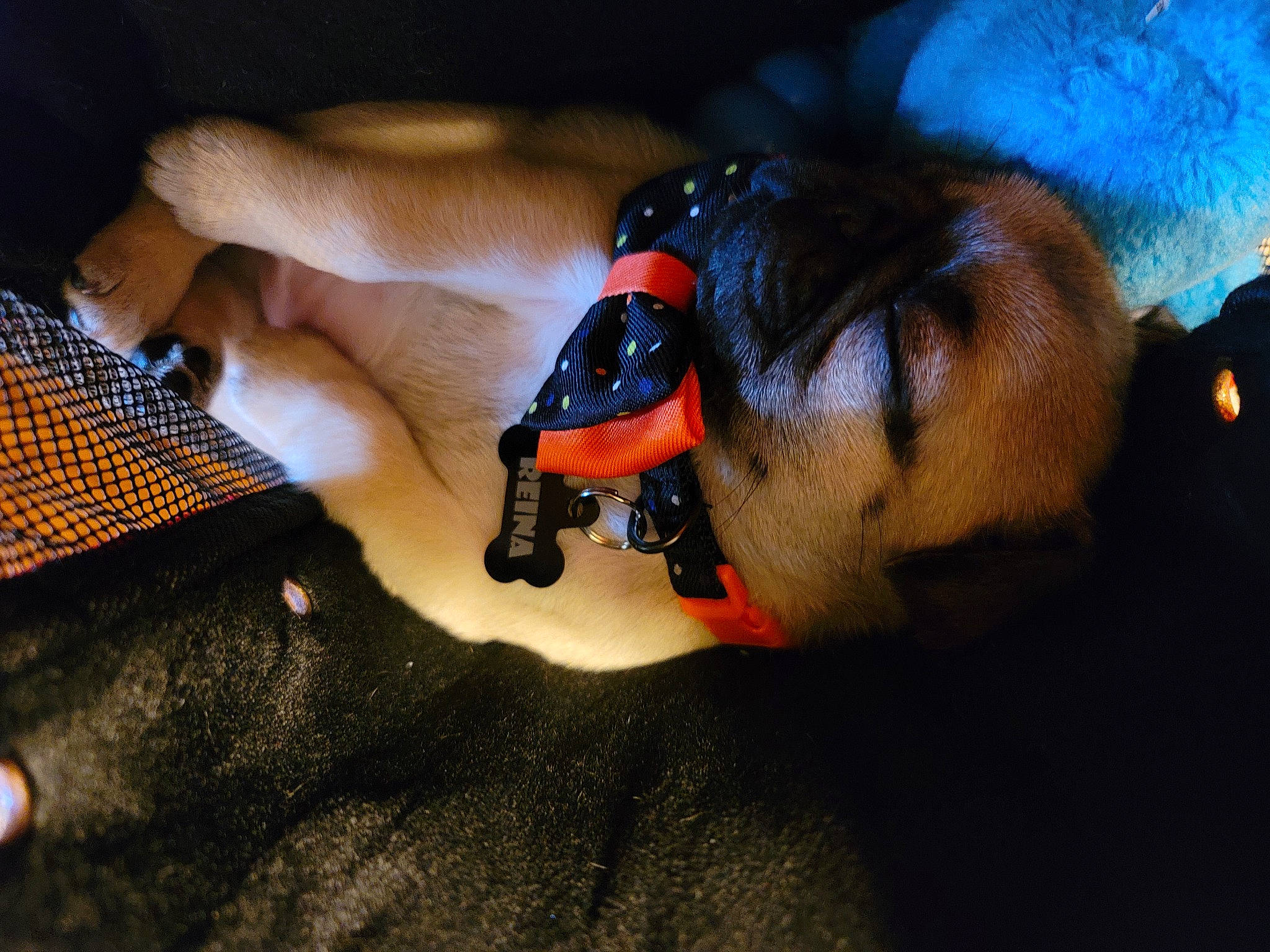 Reina is registered to the contest to win money with this photo: audio_equipment, carmine, carnivore, claw, companion_dog, dog, dog_breed, electric_blue, fawn, finger, flooring, fur, hand, nail, paw, sporting_group, tail, toy, working_animal, wrist