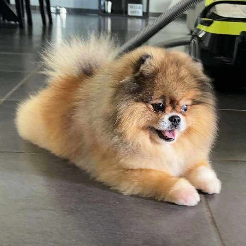 Sky a rejoint le concours — aidez-le/la à gagner de superbes lots ! animal, appliance, canine, chow, device, dog, electricaldevice, eskimodog, fitness, gym, husky, indoors, interiordesign, pet, puppy, racket, sport, tennis, tennisracket, workingout