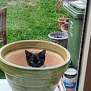 Bertie is registered to the contest to win money with this photo: cat, kitten, plant_pot, green_pot, grass, yard, outdoor, window, glass, recycling_bin, paint_can, potted_plant, chair, animal, pet, curious, black_and_white, whiskers, small, nature