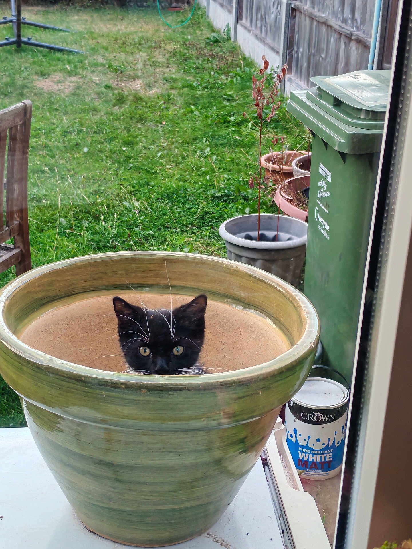 Bertie is registered to the contest to win money with this photo: cat, kitten, plant_pot, green_pot, grass, yard, outdoor, window, glass, recycling_bin, paint_can, potted_plant, chair, animal, pet, curious, black_and_white, whiskers, small, nature