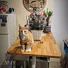 Alvin participe au concours pour gagner de l'argent avec cette photo : cat, chair, christmas_tree, clock, cozy, decorations, domestic, floor_tiles, furniture, holiday, indoor, kitchen, orange_tabby, pet, plant, refrigerator, table, text_overlay, timestamp, wooden_table
