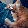 Alvin a rejoint le concours — aidez-le/la à gagner de superbes lots ! animal, blanket, blue, cartoon_eyes, cat, chair, cozy, cute, domestic_cat, funny, fur, furniture, indoor, orange_tabby, pet, playful, relaxed, resting, tile_floor, whiskers