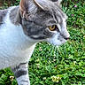 Biscuit is registered to the contest to win money with this photo: cat, gray_cat, white_cat, animal, pet, outdoor, garden, plants, flowers, greenery, curious, walking, clover, nature, closeup, feline, whiskers, yellow_eyes, fur, side_view