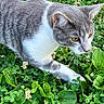Biscuit is registered to the contest to win money with this photo: cat, gray_cat, white_cat, animal, pet, outdoor, greenery, clover, flowers, nature, closeup, fur, whiskers, garden, curious, walking, focused, mammal, plant, ground