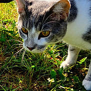 Biscuit joined the competition — help win amazing prizes! cat, animal, grass, outdoor, pet, feline, whiskers, ears, closeup, yellow_eyes, sunlight, nature, bicycle, wheel, greenery, curious, mammal, domestic_animal, side_view, walking