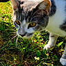 cat, animal, grass, outdoor, pet, feline, whiskers, ears, closeup, yellow_eyes, sunlight, nature, bicycle, wheel, greenery, curious, mammal, domestic_animal, side_view, walking