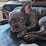 dog, french_bulldog, pet, sleepy, couch, leather, ears, paws, relaxed, indoor, close_up, animal, mammal, fur, snout, face, resting, companion, cute, domestic
