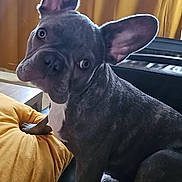 Viktor a rejoint le concours — aidez-le/la à gagner de superbes lots ! animal, blanket, closeup, companion, cozy, curious, curtains, cushion, dog, domestic, ears, french_bulldog, fur, indoor, looking, muzzle, pet, seated, sideways, snout