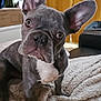dog, french_bulldog, puppy, pet, animal, ears, blanket, indoor, curious, looking, cute, face, fur, white_chest, black_nose, sitting, texture, cozy, home, closeup