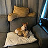 dog, couch, pillow, indoor, pet, small_dog, brown_dog, white_pillow, gray_couch, curtains, window, living_room, resting, companion, domestic_animal, furniture, cozy, relaxing, two_dogs, home