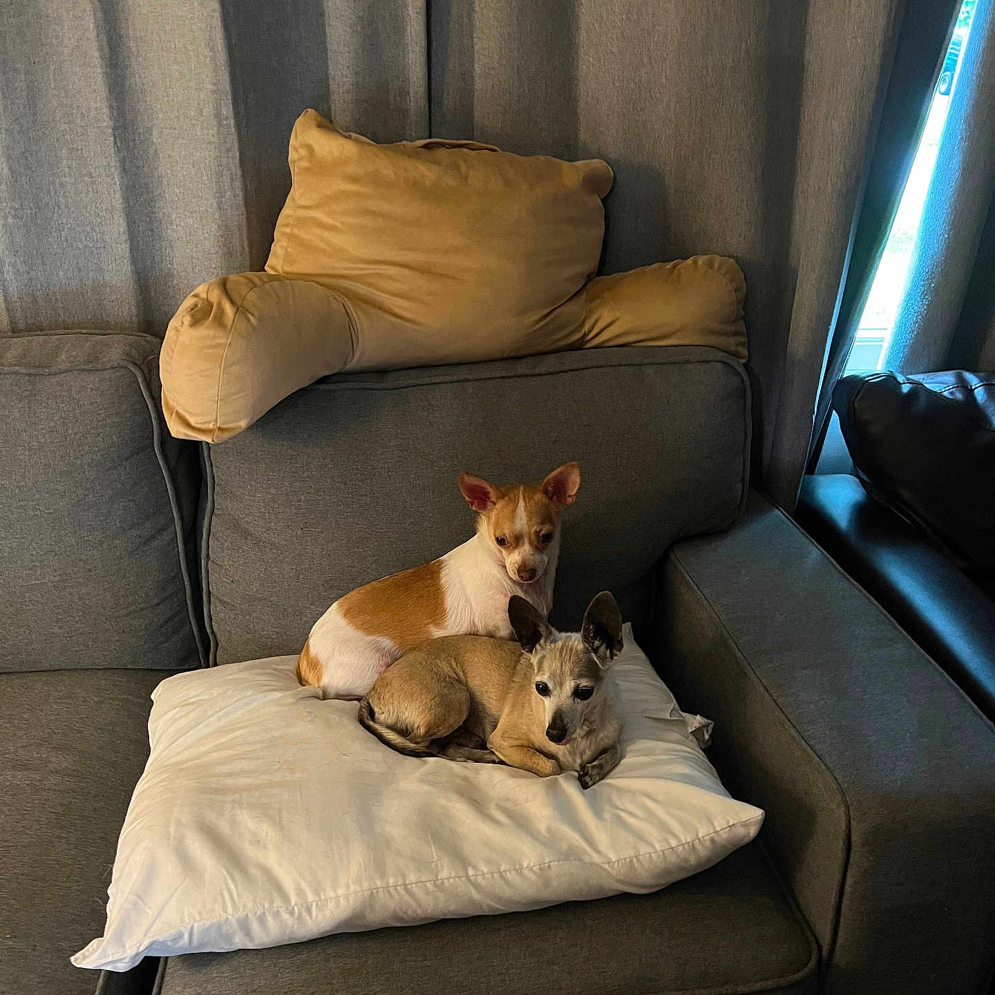 Pugsy is registered to the contest to win money with this photo: dog, couch, pillow, indoor, pet, small_dog, brown_dog, white_pillow, gray_couch, curtains, window, living_room, resting, companion, domestic_animal, furniture, cozy, relaxing, two_dogs, home