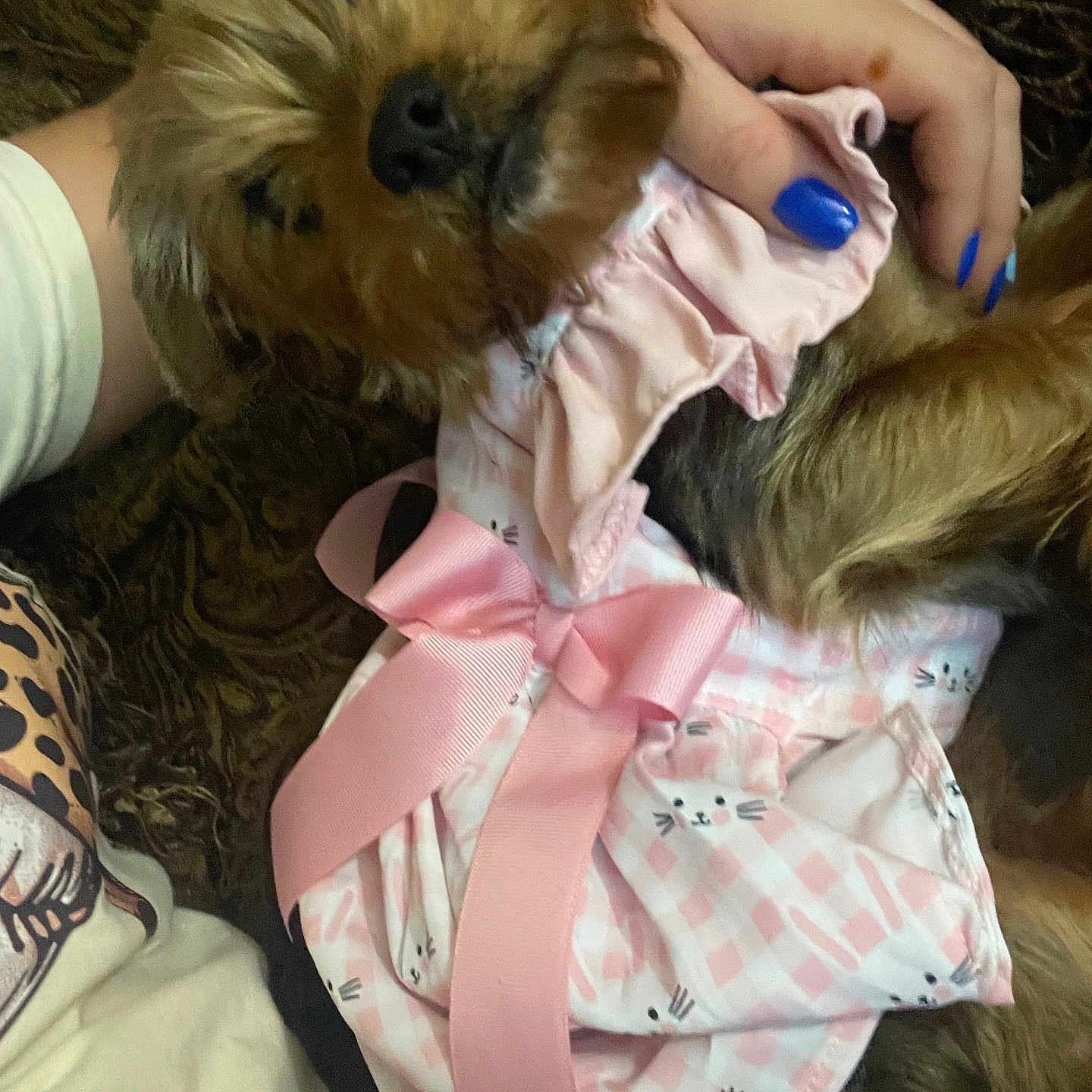 Jewel is registered to the contest to win money with this photo: accessories, animal, canine, clothing, coat, couch, dog, dress, face, furniture, hat, head, jacket, person, pet, photography, portrait, puppy, scarf, terrier