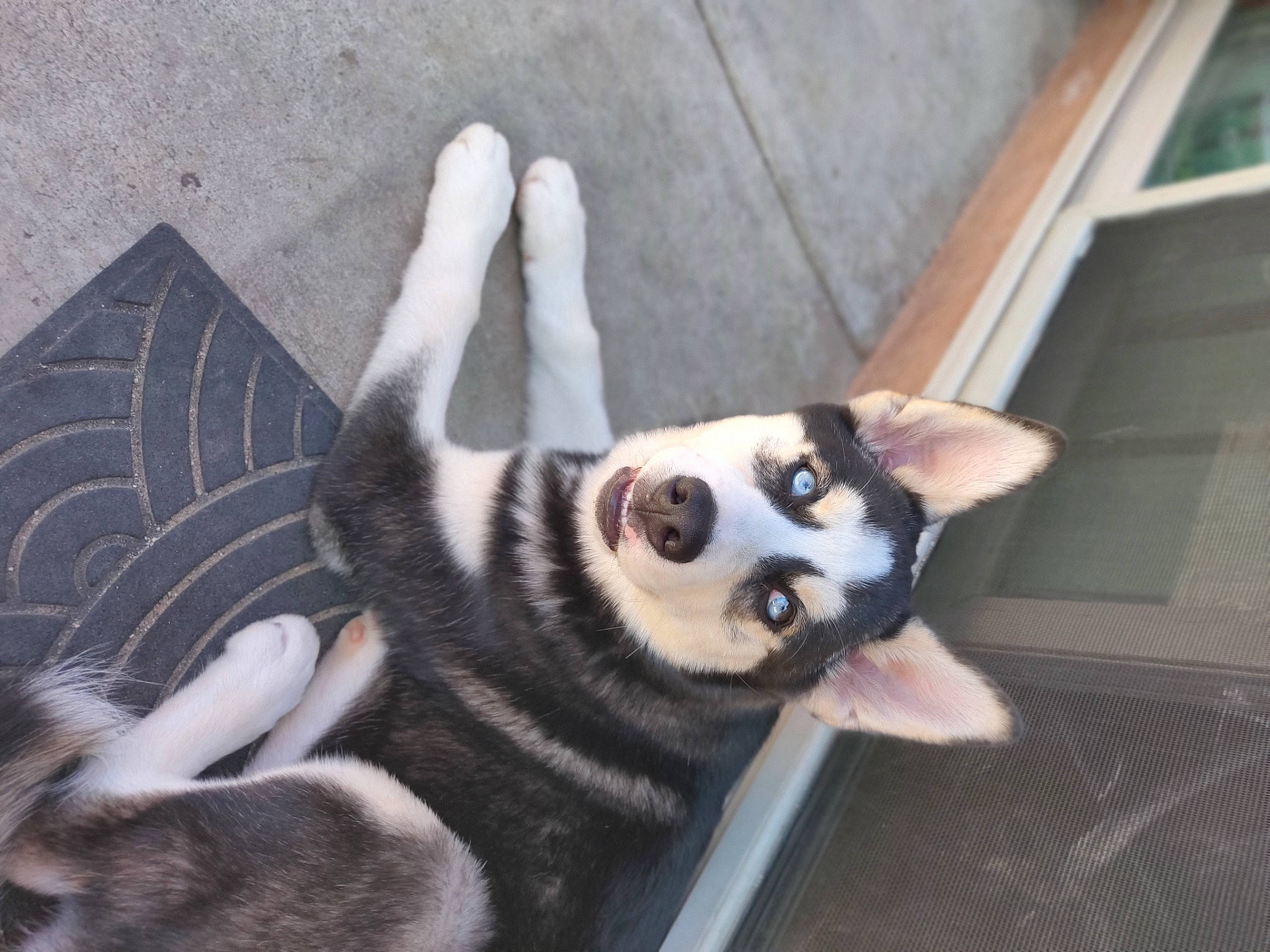 Precious is registered to the contest to win money with this photo: alaskan_klee_kai, alaskan_malamute, canidae, carnivore, dog, dog_breed, fawn, fur, labrador_husky, mammal, miniature_siberian_husky, sakhalin_husky, siberian_husky, sled_dog, snout, tail