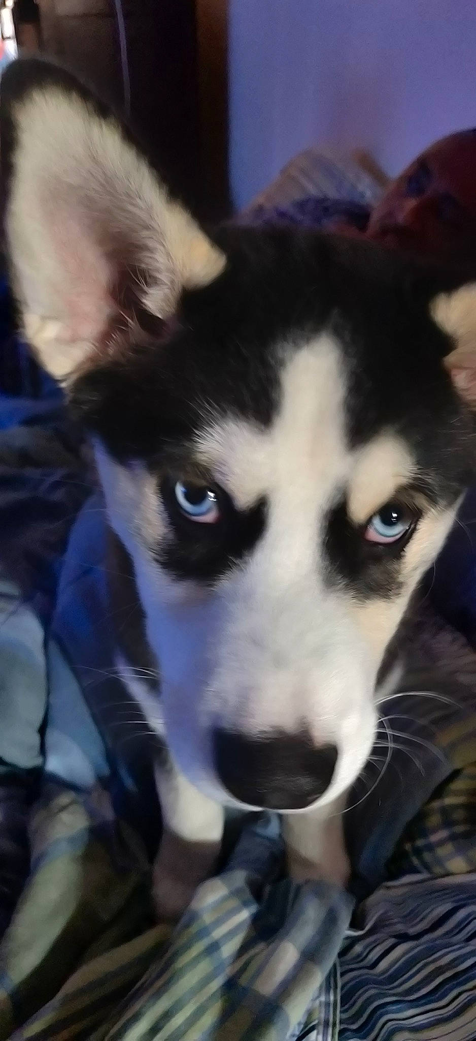 Precious is registered to the contest to win money with this photo: alaskan_klee_kai, alaskan_malamute, canidae, carnivore, dog, dog_breed, eye, fur, labrador_husky, mammal, miniature_siberian_husky, nose, sakhalin_husky, seppala_siberian_sleddog, siberian_husky, sled_dog, snout, vertebrate, wolfdog, working_dog