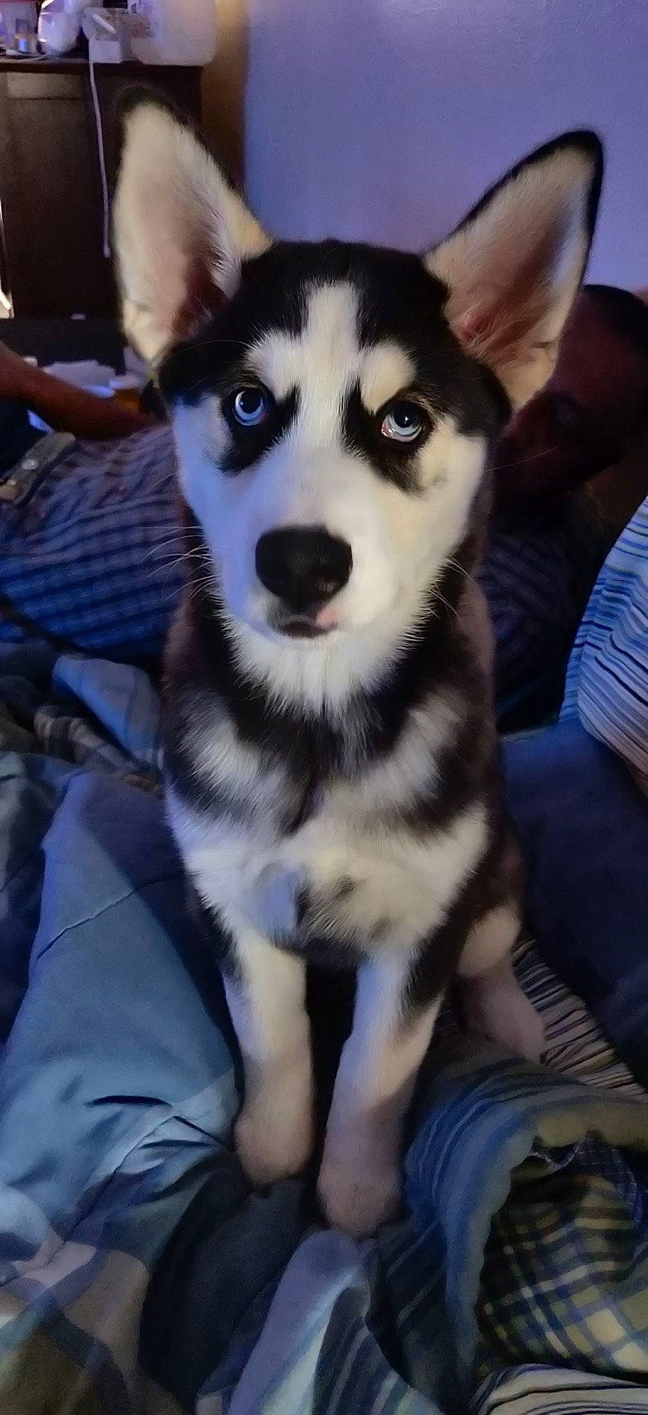 Precious is registered to the contest to win money with this photo: alaskan_klee_kai, alaskan_malamute, canadian_eskimo_dog, canidae, carnivore, dog, dog_breed, labrador_husky, mammal, miniature_siberian_husky, native_american_indian_dog, northern_inuit_dog, nose, sakhalin_husky, seppala_siberian_sleddog, siberian_husky, sled_dog, tamaskan_dog, vertebrate, wolfdog