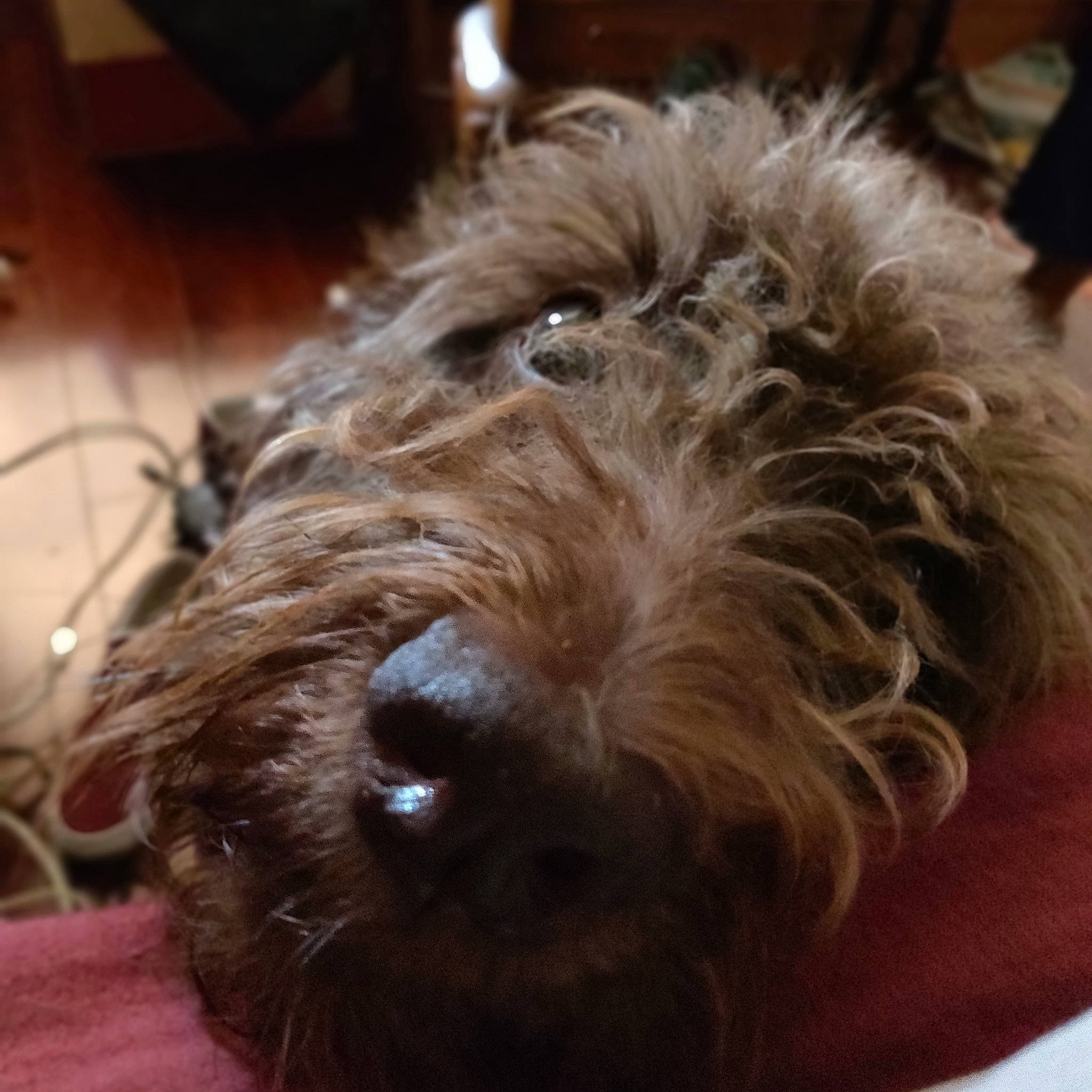 Lani joined the competition — help win amazing prizes! bolonka, canidae, carnivore, catalan_sheepdog, cockapoo, dog, dog_breed, dutch_smoushond, glen_of_imaal_terrier, irish_soft_coated_wheaten_terrier, mammal, rare_breed_dog, sapsali, schnoodle, small_terrier, snout, sporting_group, sporting_lucas_terrier, terrier, vertebrate