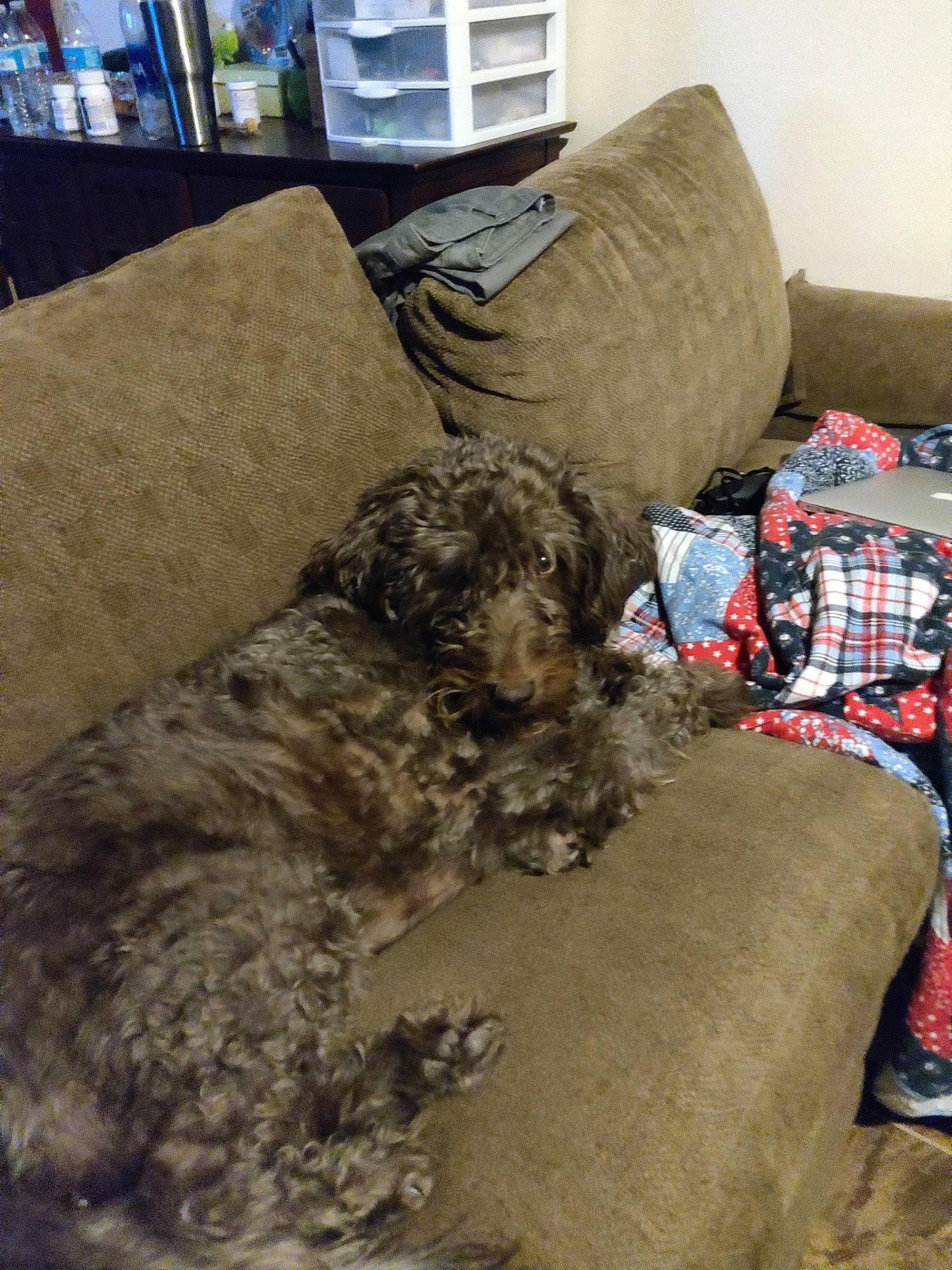 Lani is registered to the contest to win money with this photo: bolonka, canidae, carnivore, cockapoo, dog, dog_breed, furniture, glen_of_imaal_terrier, non_sporting_group, schnoodle, sporting_group, terrier