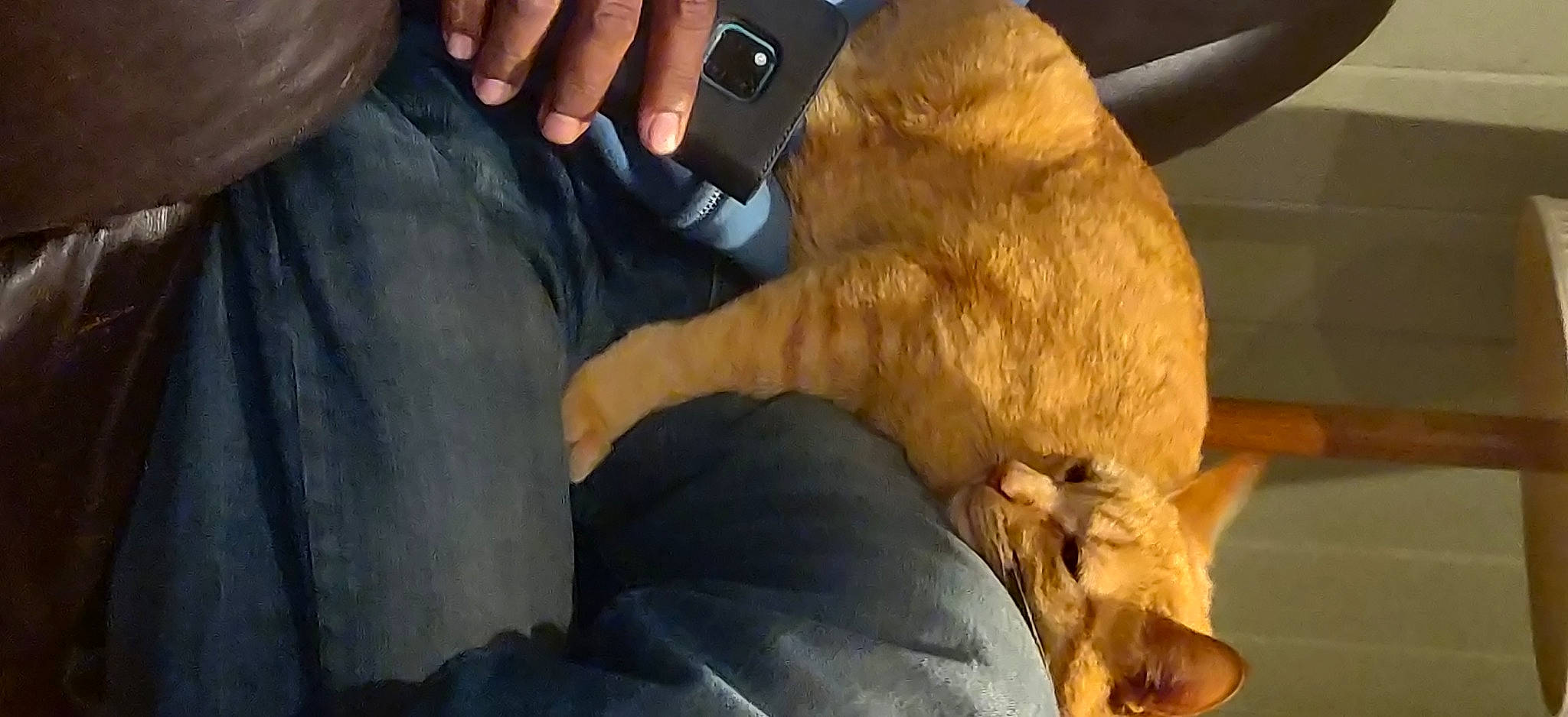 Tigger joined the competition — help win amazing prizes! canidae, carnivore, dog, dog_breed, fur, hand, sporting_group