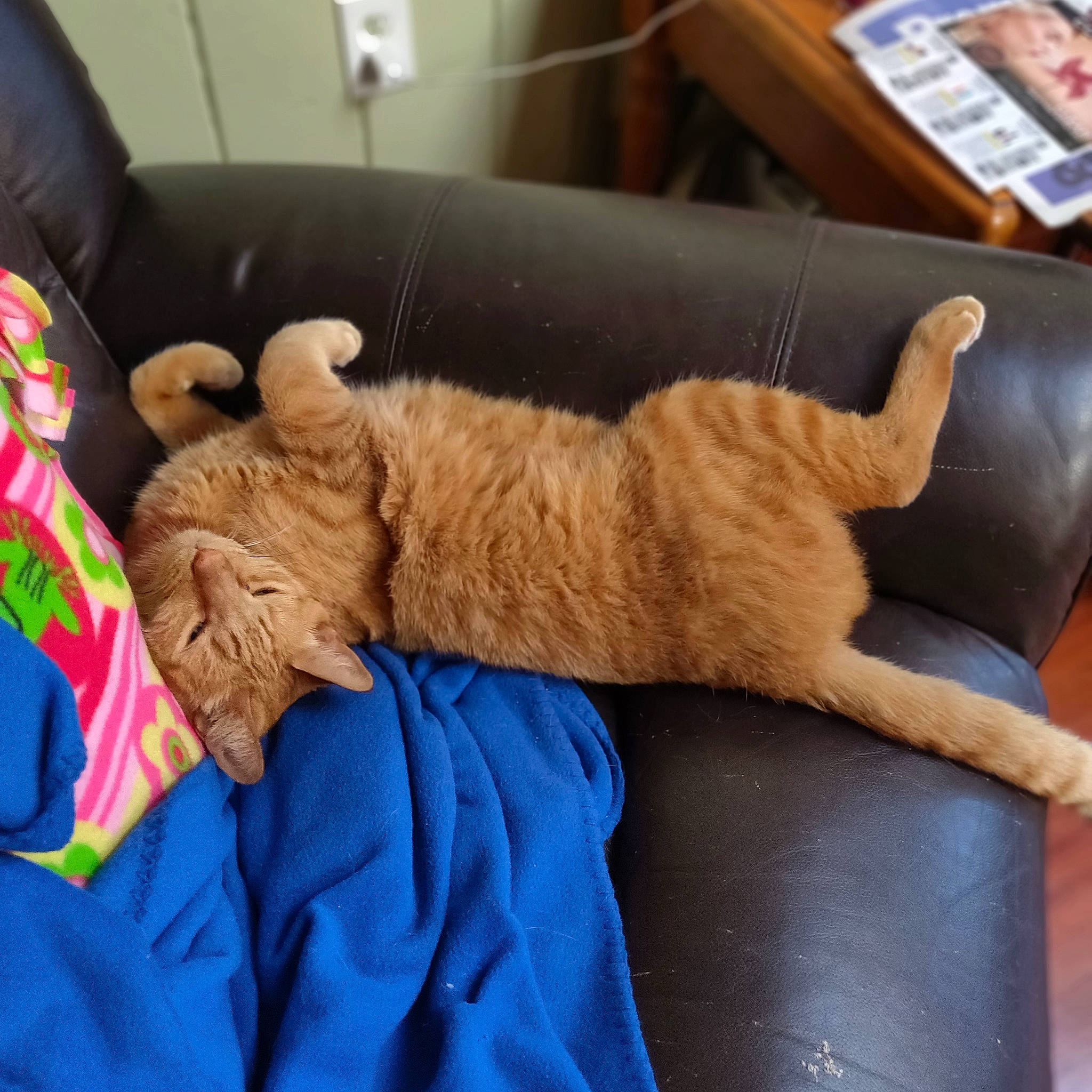 Tigger joined the competition — help win amazing prizes! carnivore, cat, domestic_short_haired_cat, european_shorthair, fawn, felidae, leg, nap, paw, sleep, small_to_medium_sized_cats, tabby_cat, tail, whiskers