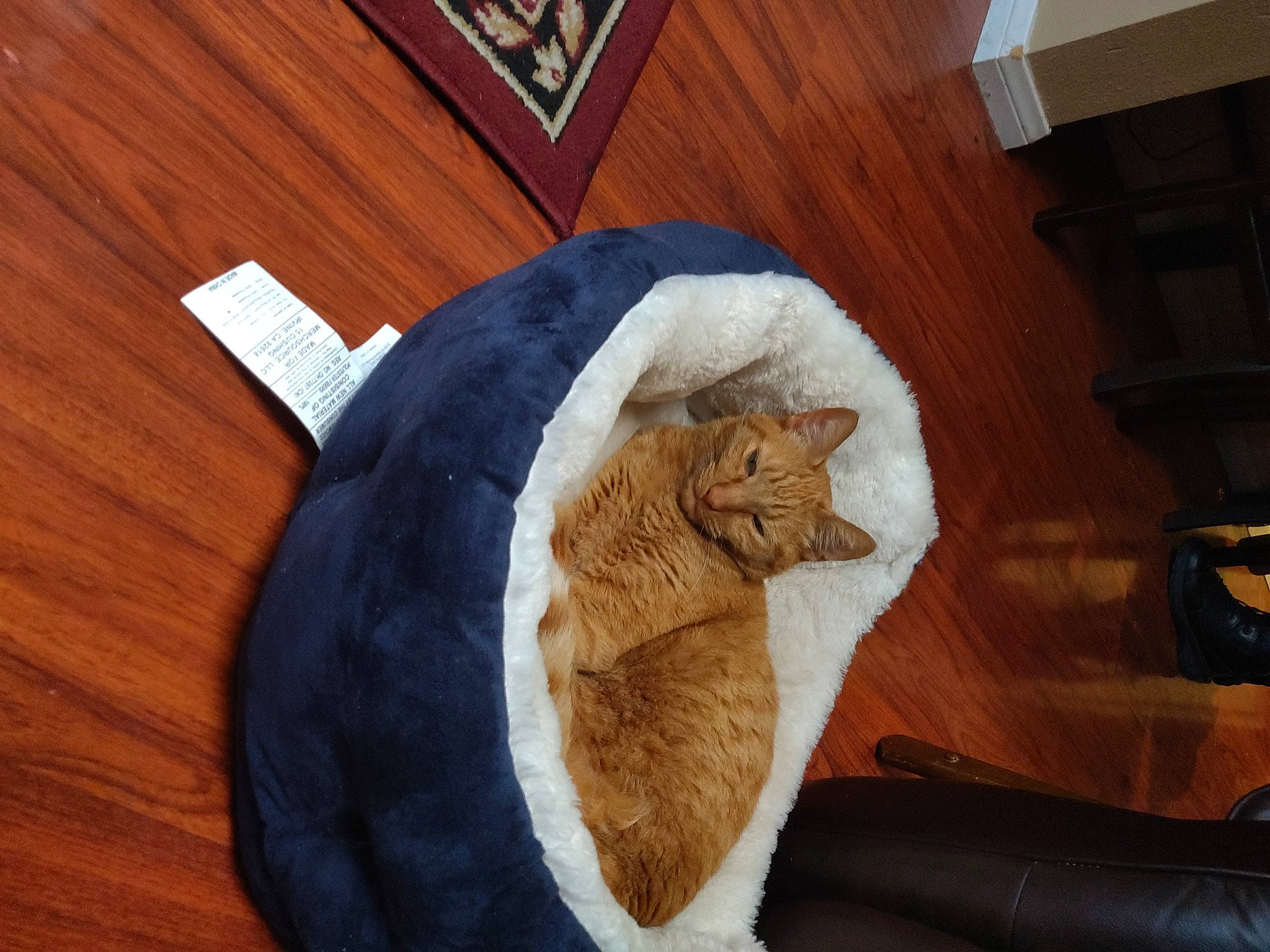 Tigger joined the competition — help win amazing prizes! carnivore, cat, comfort, european_shorthair, felidae, fur, small_to_medium_sized_cats, tail, whiskers, wood