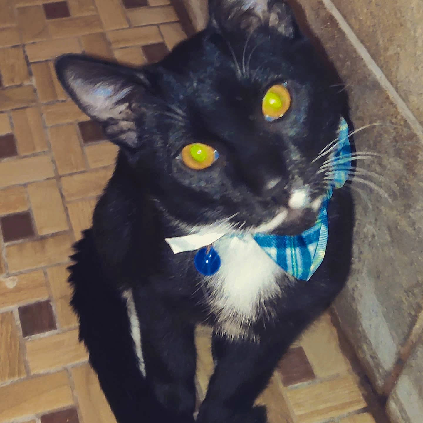 Buster is registered to the contest to win money with this photo: black_cat, carnivore, cat, cat_furniture, cat_supply, claw, comfort, domestic_short_haired_cat, electric_blue, felidae, flooring, foot, fur, paw, pet_supply, small_to_medium_sized_cats, snout, tail, terrestrial_animal, whiskers