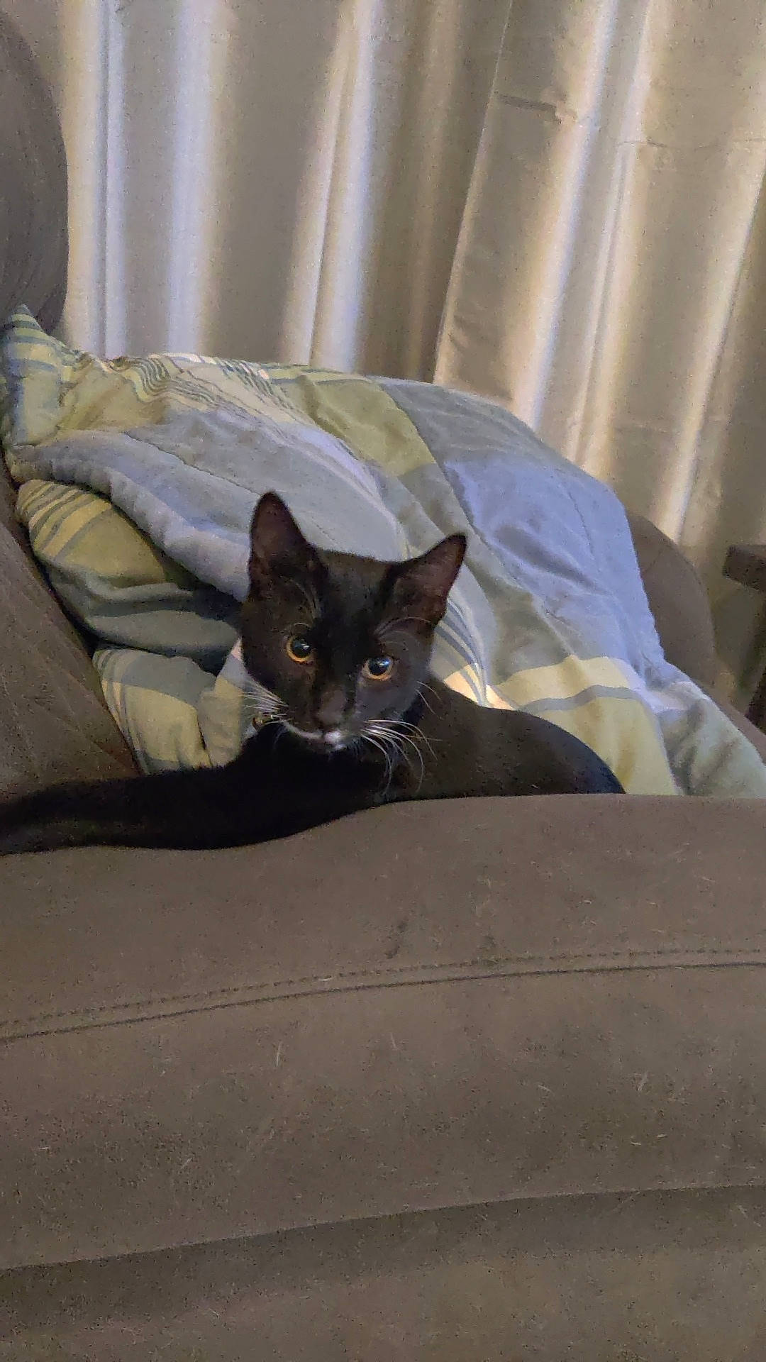 Buster joined the competition — help win amazing prizes! black_cat, carnivore, cat, comfort, curtain, domestic_short_haired_cat, electric_blue, eye, fawn, felidae, fur, grey, linens, nap, room, russian_blue, small_to_medium_sized_cats, tail, vertebrate, whiskers