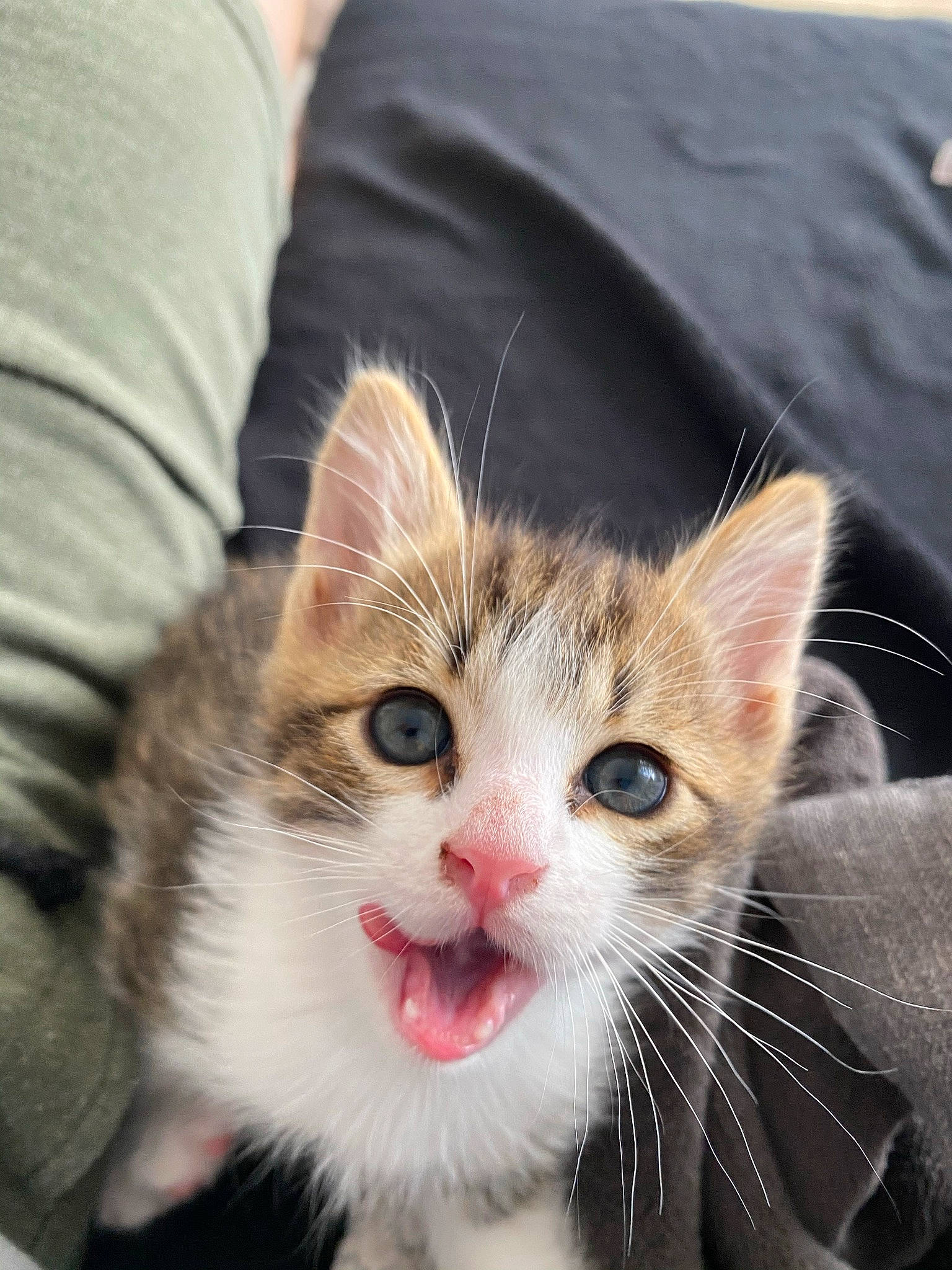 Sacha participe au concours pour gagner de l'argent avec cette photo : carnivore, cat, claw, comfort, domestic_short_haired_cat, ear, eye, fawn, felidae, fur, human_body, mammal, paw, sleeve, small_to_medium_sized_cats, snout, tail, whiskers, white, window