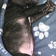 Shadow is registered to the contest to win money with this photo: puppy, dog, sleeping, blanket, paw_prints, cute, cozy, fur, pet, animal, resting, young, indoor, bed, relaxing, soft, black, canine, cute_pet, adorable