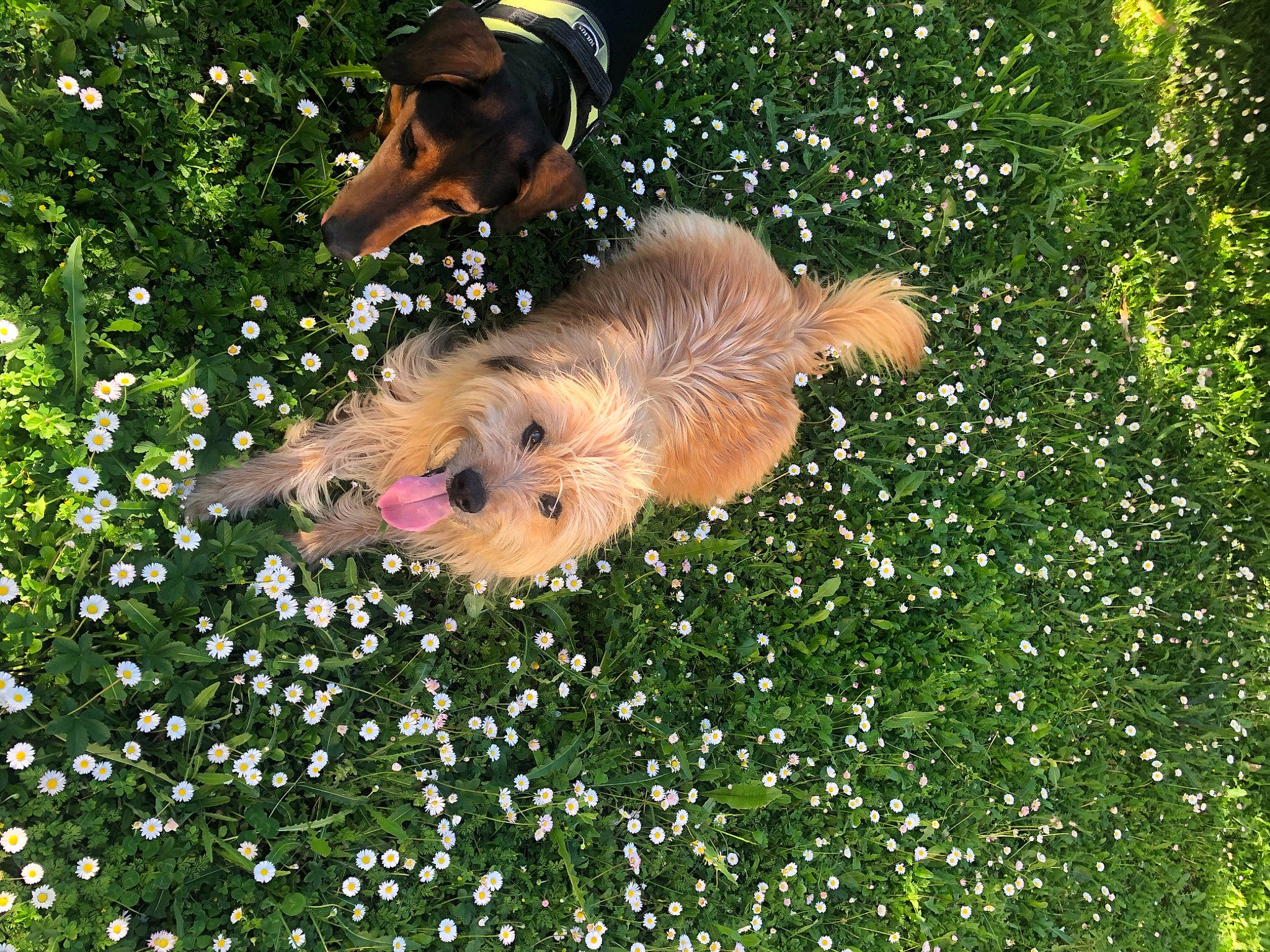 Duncan participe au concours pour gagner de l'argent avec cette photo : annual_plant, companion_dog, dog, dog_breed, fawn, flower, garden, grass, groundcover, happy, hat, lawn, people_in_nature, petal, plant, shrub, sporting_group, tail, toy, toy_dog