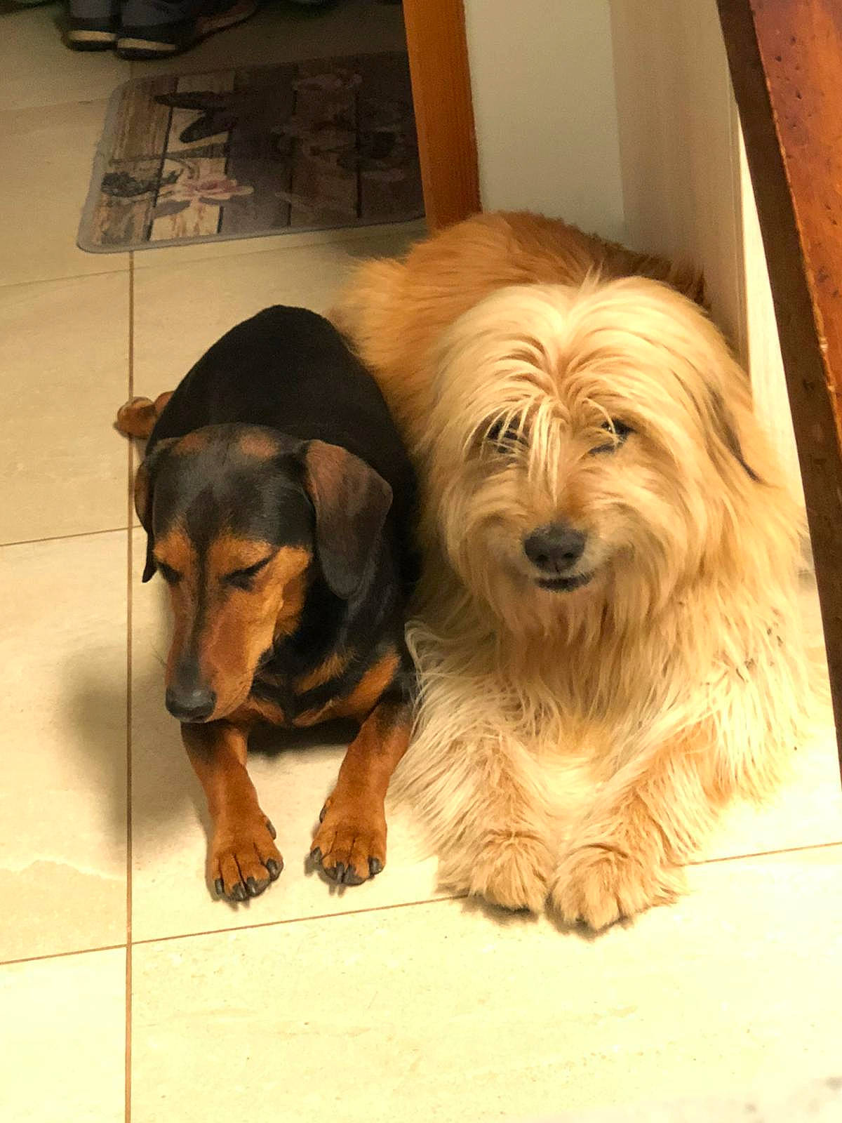 Duncan a rejoint le concours — aidez-le/la à gagner de superbes lots ! ancient_dog_breeds, canidae, carnivore, companion_dog, dog, dog_breed, door, flooring, fur, hardwood, liver, small_terrier, snout, sporting_group, terrier, toy_dog, vertebrate, wood, working_animal, working_dog