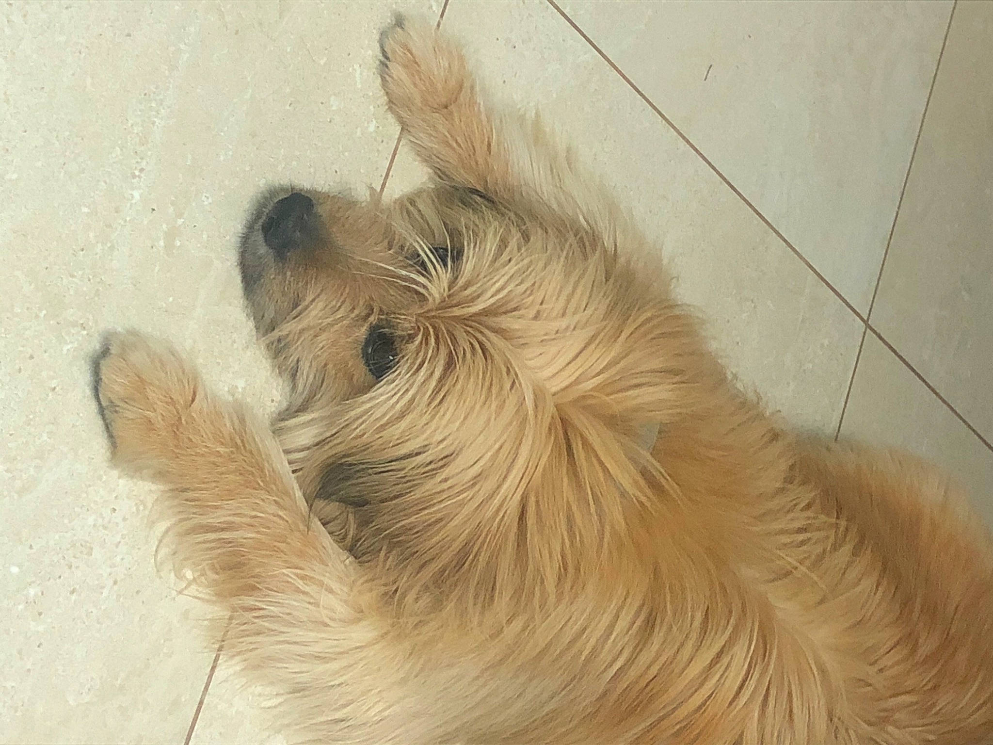 Duncan a rejoint le concours — aidez-le/la à gagner de superbes lots ! carnivore, companion_dog, dog, dog_breed, fawn, felidae, flooring, fur, lion, liver, paw, small_to_medium_sized_cats, sporting_group, tail, terrestrial_animal, terrier, toy_dog, whiskers, wood, working_animal