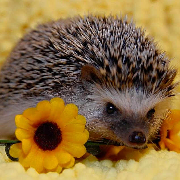 Rhea is registered to the contest to win money with this photo: domesticated_hedgehog, echidna, erinaceidae, fawn, hedgehog, monotreme, organism, plant, porcupine, rodent, snout, terrestrial_animal, whiskers, wildlife