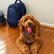 Clifford is registered to the contest to win money with this photo: animal, backpack, bag, brown, collar, curly_fur, cute, dog, domestic_animal, floor, fur, happy, home, indoor, lying_down, pet, resting, tag, tongue_out, wooden_floor