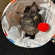 Maisie participe au concours pour gagner de l'argent avec cette photo : black_cat, blanket, cat, close_up, curious, ears, fabric, floor, fluffy_fur, indoor, kitten, looking_at_camera, pet, play_tunnel, polka_dot, portrait, red_pom_pom, toy, whiskers, yellow_eyes