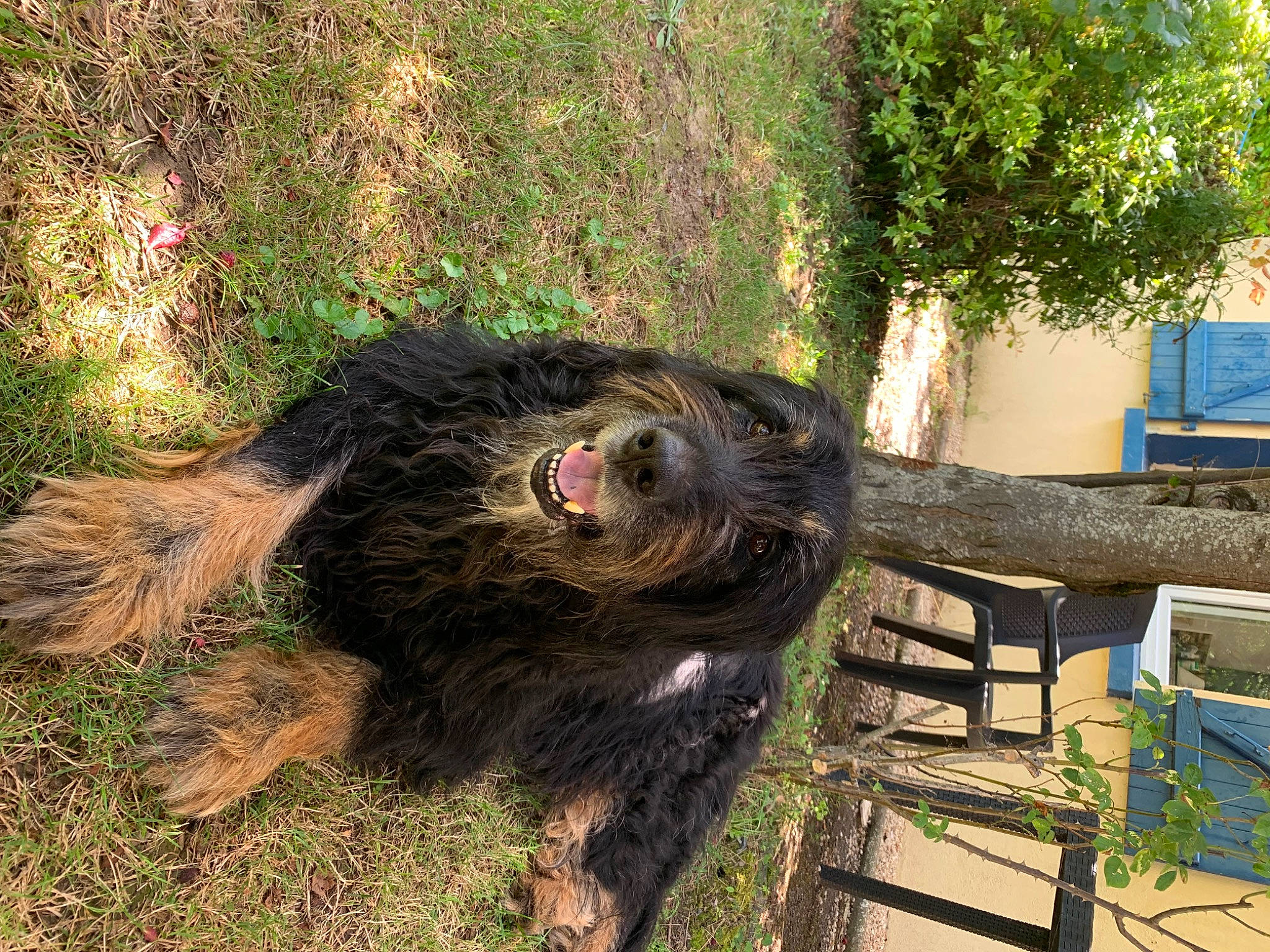 Jaloux a rejoint le concours — aidez-le/la à gagner de superbes lots ! canidae, carnivore, dog_breed, fur, grass, liver, plant, snout, sporting_group, terrestrial_animal, tree, wildlife, wood, working_animal
